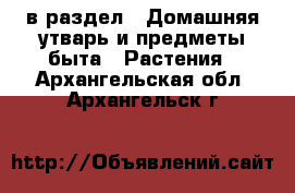  в раздел : Домашняя утварь и предметы быта » Растения . Архангельская обл.,Архангельск г.